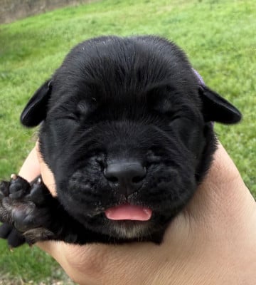 BLANCHE NEIGE - Cane Corso