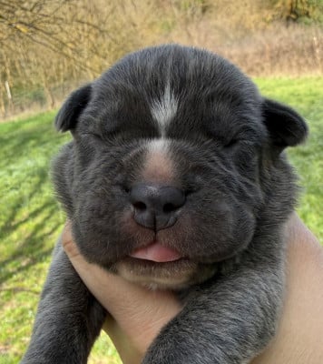 Les chiots de Cane Corso