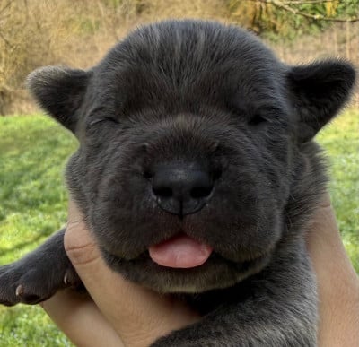 Les chiots de Cane Corso