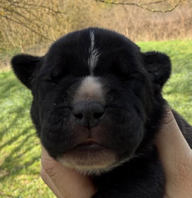 Les chiots de Cane Corso