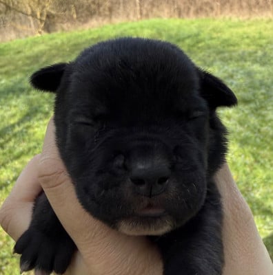 Les chiots de Cane Corso