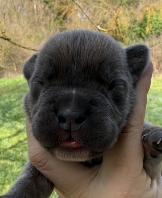 Les chiots de Cane Corso