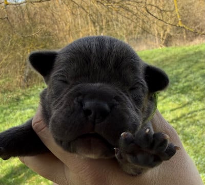 Les chiots de Cane Corso