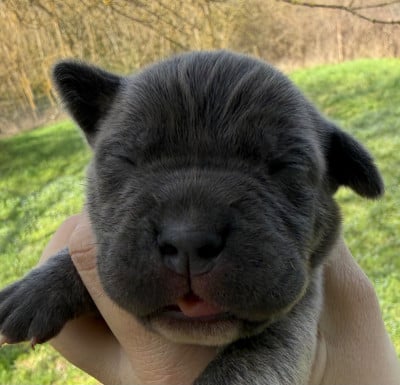 Les chiots de Cane Corso