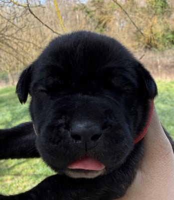 Les chiots de Cane Corso