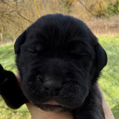 Les chiots de Cane Corso
