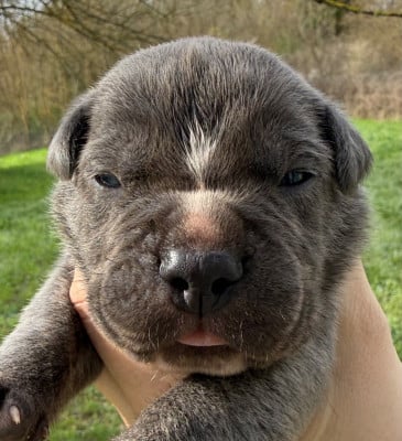 Les chiots de Cane Corso