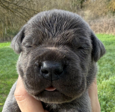Les chiots de Cane Corso