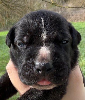Les chiots de Cane Corso
