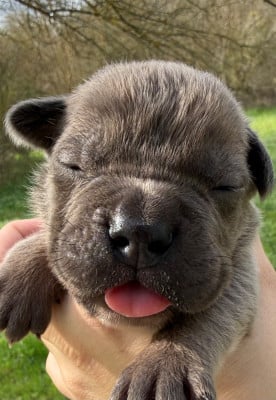 Les chiots de Cane Corso
