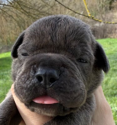 Les chiots de Cane Corso