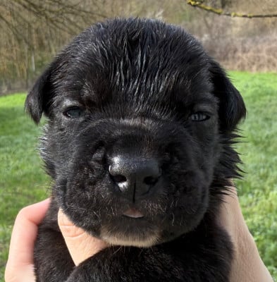Les chiots de Cane Corso
