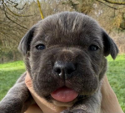 Les chiots de Cane Corso