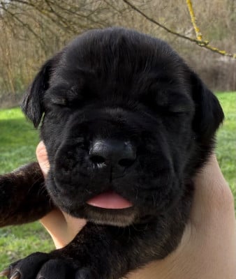 Les chiots de Cane Corso