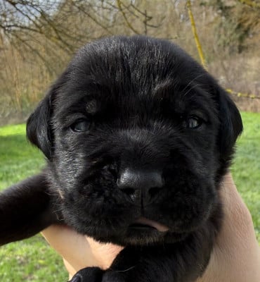 Les chiots de Cane Corso