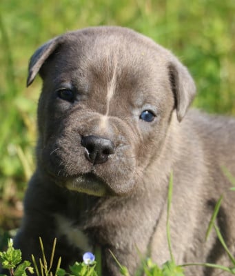 Les chiots de Cane Corso