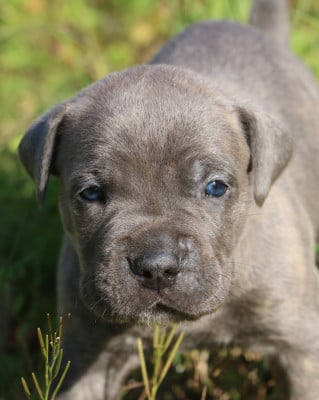 Les chiots de Cane Corso