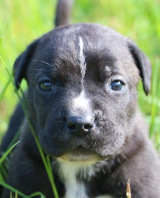 Les chiots de Cane Corso