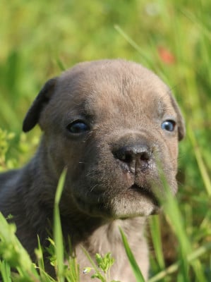 Les chiots de Cane Corso