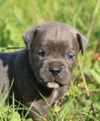 Les chiots de Cane Corso