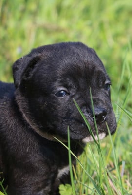 Les chiots de Cane Corso