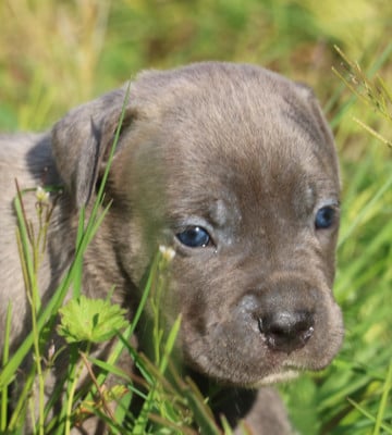 Les chiots de Cane Corso