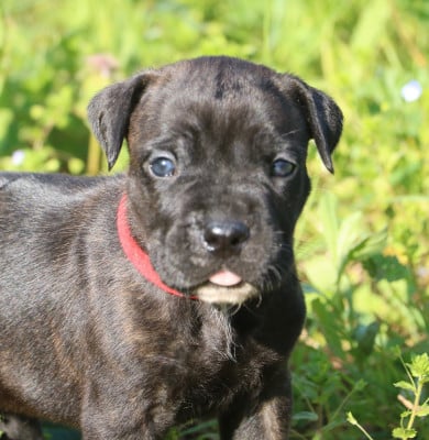 Les chiots de Cane Corso