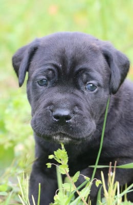 Les chiots de Cane Corso