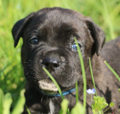 Les chiots de Cane Corso