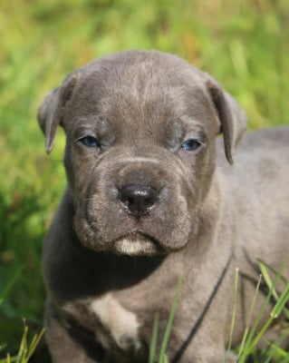 Les chiots de Cane Corso