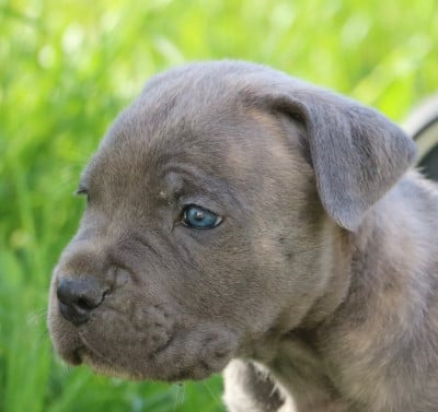 Les chiots de Cane Corso