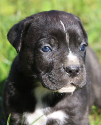 Les chiots de Cane Corso