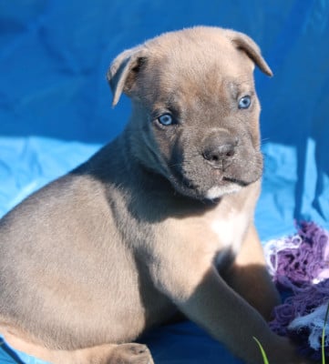 Les chiots de Cane Corso