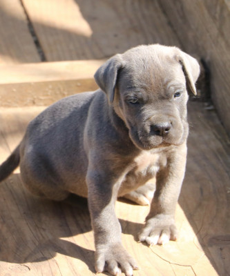 Les chiots de Cane Corso