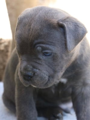 Les chiots de Cane Corso