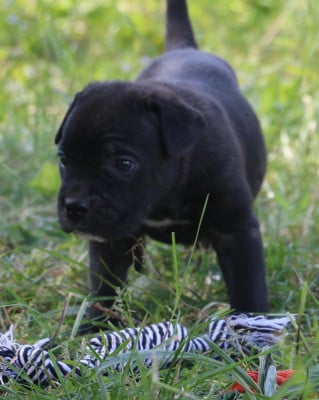 Les chiots de Cane Corso