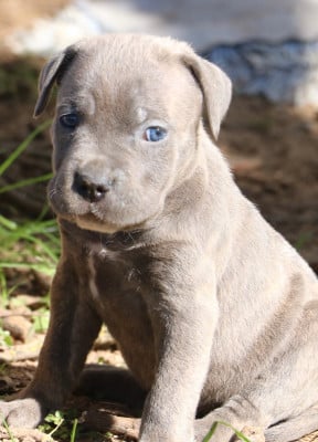 Les chiots de Cane Corso