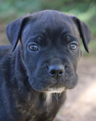 Les chiots de Cane Corso