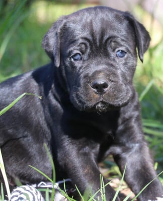 Les chiots de Cane Corso