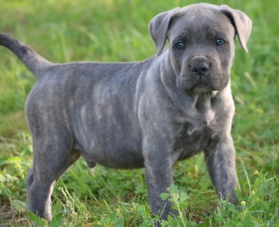 Les chiots de Cane Corso