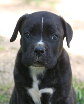 Les chiots de Cane Corso