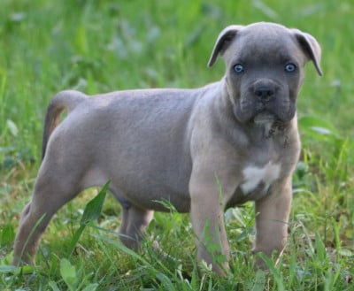 Les chiots de Cane Corso