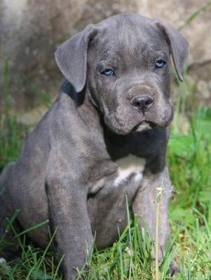 Les chiots de Cane Corso