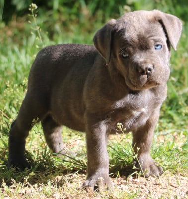 Les chiots de Cane Corso