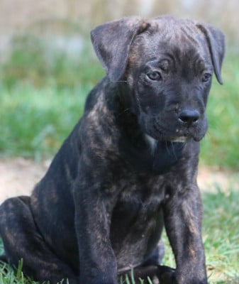 Les chiots de Cane Corso