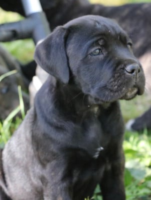 Les chiots de Cane Corso