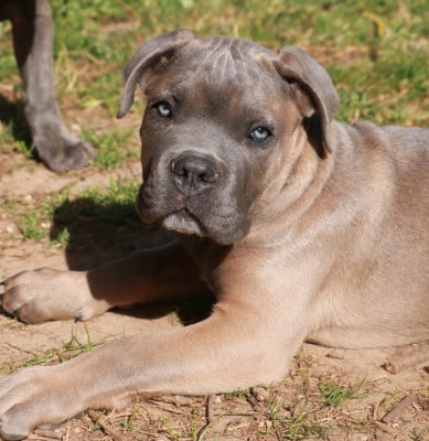 Les chiots de Cane Corso