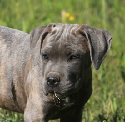 Les chiots de Cane Corso
