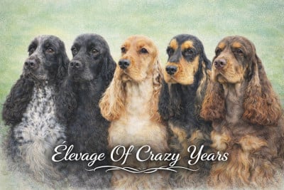 Of Crazy Years