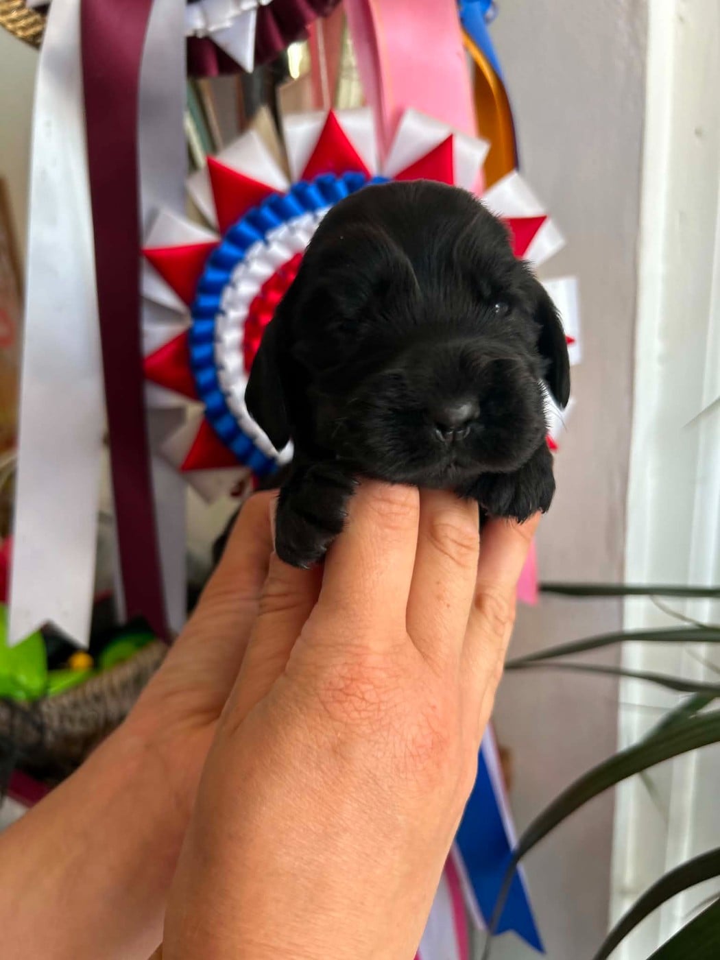 Chiot N°1